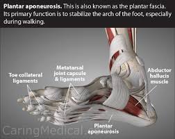 Achilles tendon which is the strongest tendon of the body attaches the calf muscle to the heel bone, the calcaneum. Adult Acquired Flatfoot Deformity Fallen Arches And Flat Feet Treatments Caring Medical Florida