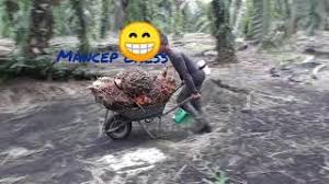 Check spelling or type a new query. Potong Buah Pokok Tinggi