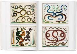 Check spelling or type a new query. Seba Cabinet Of Natural Curiosities Ju 25 Musch Irmgard Rust Jes Willmann Rainer Amazon De Bucher