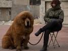 9 Most Expensive Dog Breeds: Akita, Tibetan Mastiff, and More