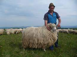 For your search query oi turcane de vanzare mp3 we have found 1000000 songs matching your query but showing only top 10 results. Turcane De Alba Bale De Sugag Hosuradu