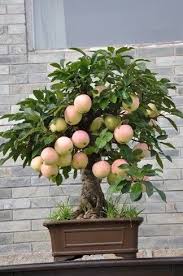 Apfel Bonsai Bonsai Obstbaum Pflanzen Bonsai