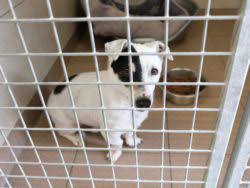 De Hondenverblijf Help Animals