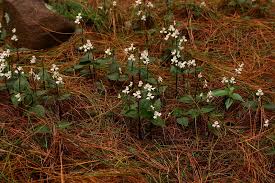 Image result for Disperis virginalis