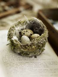Small White Bird Eggs With Brown Spots While Away In The Woods Nest Eggs Bird Nest Bird Eggs Speckled Eggs