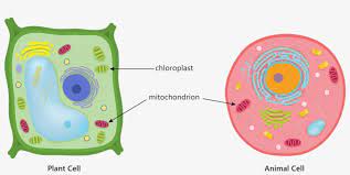 Mitochondria, a cell wall, and chloroplasts. Animal Plant Cell Mitochondria Chloroplast Respiration Animal Cell Diagram Centrioles 1298x600 Png Download Pngkit