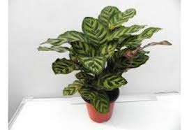 kalatya dua cicegi calathea makoyana 30 40 cm bi tki saksi sulama