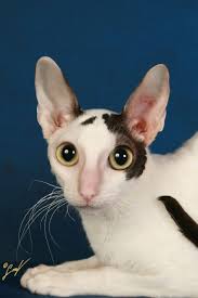 Cornish Rex Cornishrex Devon Rex Cats Cornish Rex Cat Breeds