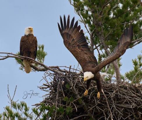 Bald eagles in southern Oakville, ON