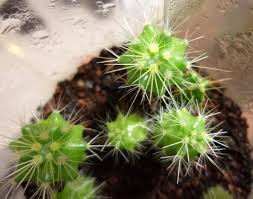 Los cactus son plantas nacidas para ambientes secos y hostiles, sobreviviendo la parte que yace en las profundidades de la tierra, es rica en humedad y funciona como cactus san pedro: Mix De Semillas Cactus Que Venden He Sembrado Fotos
