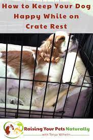 Crate training games are an excellent way to crate train your puppy or new dog. How To Keep Your Dog Happy While On Crate Rest Dog Crate Games And Activities After Surgery Dog Entertainment Dog Crate Pet Diy Dog