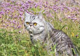 Buy exotic kittens fro www.goldenexoticpets.com. Exotic Shorthair