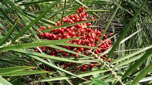 Image result for Phoenix pusilla