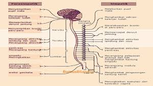 Makalah teknologi sistem gerak terlengkap. Saraf Spinal Pengertian Ciri Jenis Struktur Fungsi