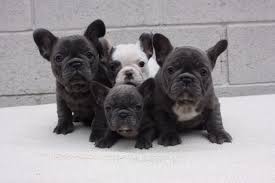 The very first feriod of socializing in a puppy life lies in our hands, the breeder. How To Stay Away From Scam Breeders What The Frenchie