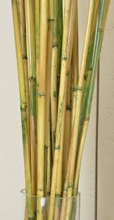 River Cane Rivercane Bamboo Bamboo Canes Decor Bamboo House Design