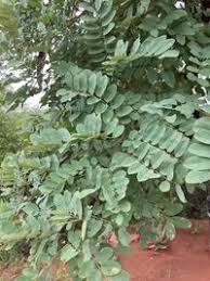 Image result for Cassia abbreviata