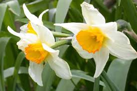Image result for ‫گل نرگس‬‎