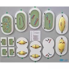 Meiosis Reduction Division Model 110b Cell Biology Esp Models Meiosis Biology Lessons Mitosis