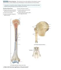 Anatomy students in traditional classes may do practice labeling the bone on paper or even doing a coloring activity to help them learn the. Long Bone Labeled Quizlet Structure Of Long Bones And Microscopic Structure Of Compact Bone Diagram Quizlet Which Of The Following Refers To A Bone Disorder Found Most Often In The