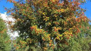Image result for Zanthoxylum lindense