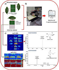 Preparative linear ion trap mass spectrometer for separation and collection of purified proteins and peptides in arrays using ion soft landing. Mass Spectrometry Imaging As A Potential Technique For Diagnostic Of Huanglongbing Disease Using Fast And Simple Sample Preparation Scientific Reports