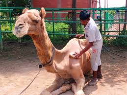 It is believed in the scriptures that when something good or bad is happening to us, they can also know by the rupture of our limbs. Abandoned Sick And Starving Camel Finds Sanctuary Animal Rahat