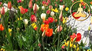 Spring Countdown