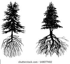 Pine Tree Roots Images Stock Photos Vectors Shutterstock