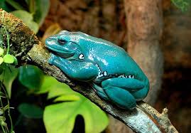 Check spelling or type a new query. Diaspora Social Network Dumpy Tree Frog Tree Frogs Happy Animals