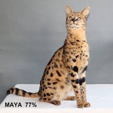 Because of the random factors in savannah hybrid genetics, size can vary significantly, even in one litter. The Savannah Cat Cattery Savannah Jungle
