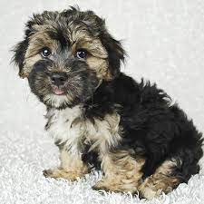 High breeding standards · only responsible breeders 1 Morkie Puppies For Sale In Florida Uptown