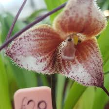Dracula Simia, Monkey Orchid - uploaded ...