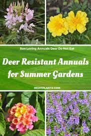 We did not find results for: Deer Resistant Annuals For Sunny Gardens Rightplantz Com Deer Resistant Annuals Deer Resistant Flowers Deer Resistant Perennials