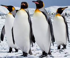 Select from premium king penguin of the highest quality. King Penguin And Emperor Penguin Similarities And Differences C Syde S Wiki Fandom
