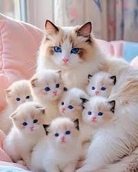 Image result for adorable cat