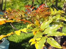 Image result for Bergia capensis