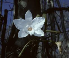 Image result for Vanilla roscheri