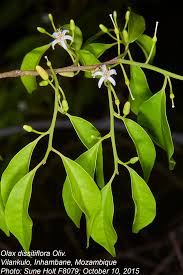 Image result for Olacaceae