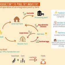 Poultry has been deemed as a more environmentally source of protein due to its low feed conversion ratio (how much feeds is required to convert into the weight of meat). Pdf The Poultry Industry And Its Supply Chain In Malaysia Challenges From The Covid 19 Emergency