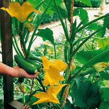 Zucchinisamen Kletterzucchini Black Forest F1 Online Kaufen Bei Gartner Potschke Pflanzen Garten Blumenkohl Pflanzen
