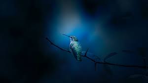 You can leave your feeders out for as long as you have hummingbirds around. Unm Professors Examine How Hummingbirds Live In Extreme Climate Unm Newsroom