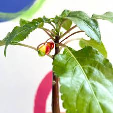 Image result for Impatiens niamniamensis