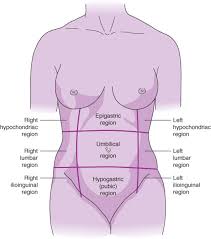 Choose from a wide range of similar scenes. Anatomy Of The Female Reproductive System Current Diagnosis Treatment Obstetrics Gynecology 11th Ed