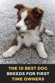 The 10 Best Dog Breeds For First Time Owners Dog Dogsofinstagram Dogs Puppy Love Cute Dogstagram Pet Dog Breeds Medium Dog Breeds Family Dogs Breeds