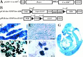 The creer t2 mouse was developed by artemis pharmaceuticals (now taconic). An Efficient System For Conditional Gene Expression In Embryonic Stem Cells And In Their In Vitro And In Vivo Differentiated Derivatives Pnas