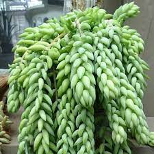 17 Incredible Houseplants You Need Right Now Succulent Garden Outdoor Succulents Garden Succulents