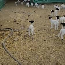 Pin On Farming
