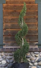 Image result for spiral cut juniper trees