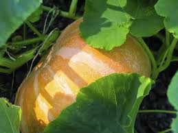 On the opposite end of the spectrum are vegetables such as asparagus, which can tolerate an extremely alkaline soil ph of up to 8.0, almost unheard of among vegetables. What Vegetables Grow In Ph 7 5 Alkaline Soil